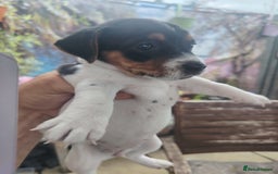 Jack Russell dogs for sale: Jack Russell puppies  - Image 2