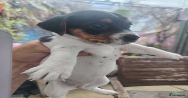 Jack Russell dogs - Advert 7