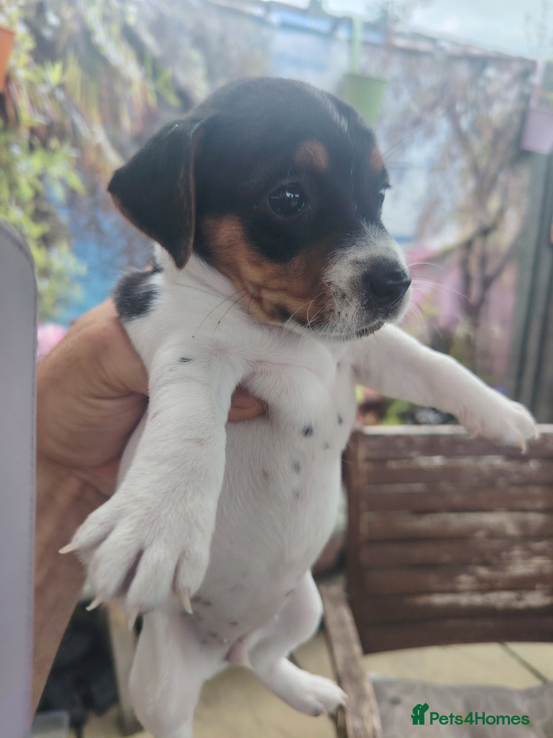Jack Russell dogs for sale: Jack Russell puppies  - Image 2
