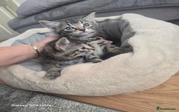 Bengal cats for sale: Adorable kittens mixed Bengal  - Image 6