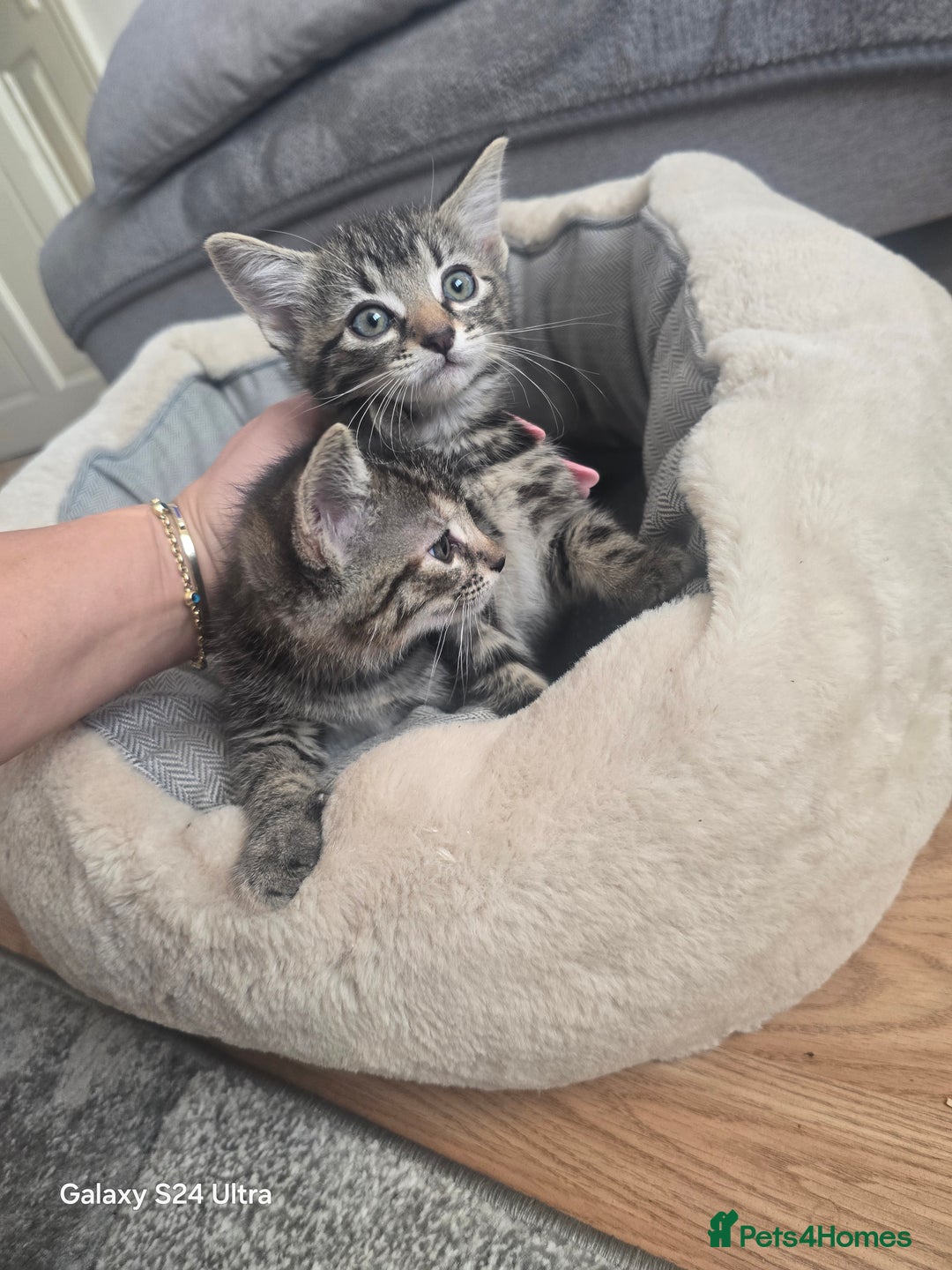 Bengal cats for sale: Adorable kittens mixed Bengal  - Image 6