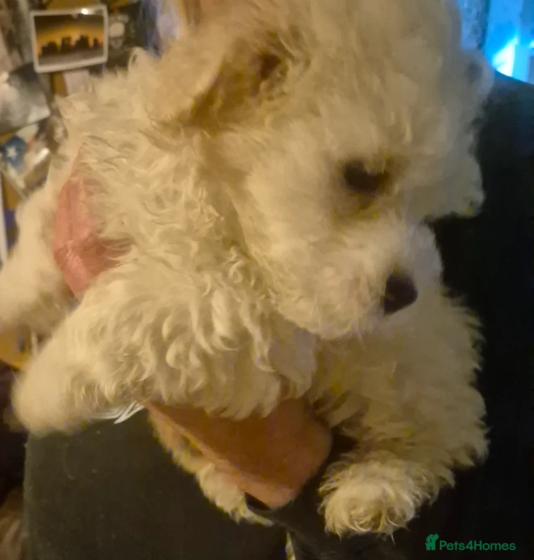 Mixed Breed dogs for sale: LAST PUPPY STUNNING RARE COTONESE  - Advert 6