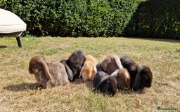 English Lop rabbits for sale: 6 adorable bunnies £60 each ready for a fun home  - Image 2