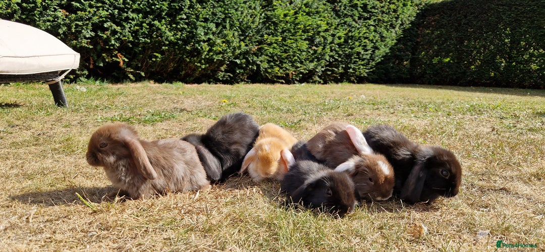 English Lop rabbits for sale: 6 adorable bunnies £60 each ready for a fun home  - Image 2
