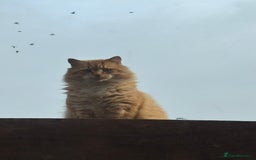 Siberian cats for sale: Ginger Siberian cross  - Image 2