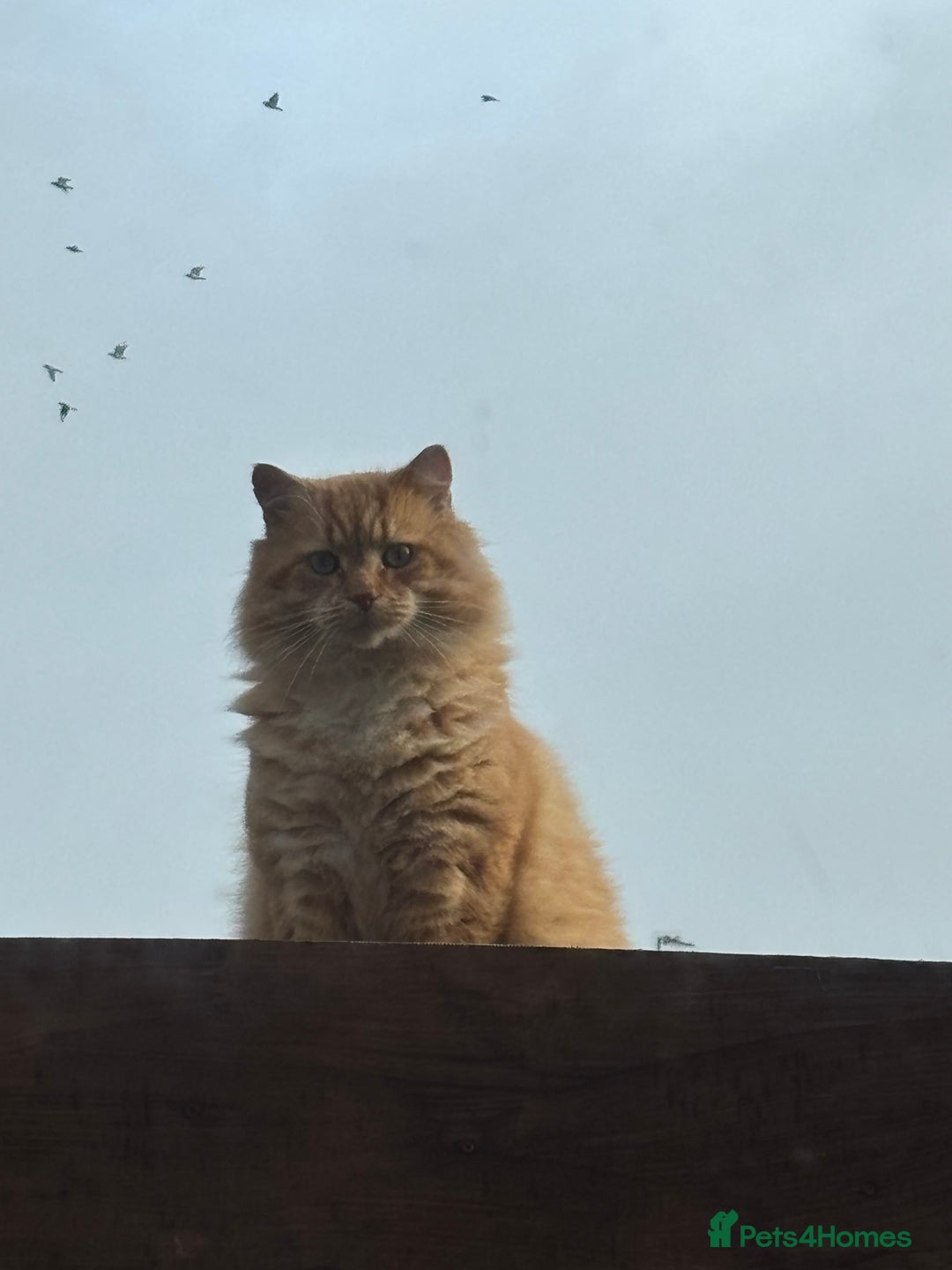Siberian cats for sale: Ginger Siberian cross  - Image 2