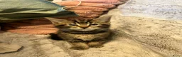 Mixed Breed cats for sale: Adorable Tabby x British Shorthai Ready ✨ in Dunstable - Advert 17