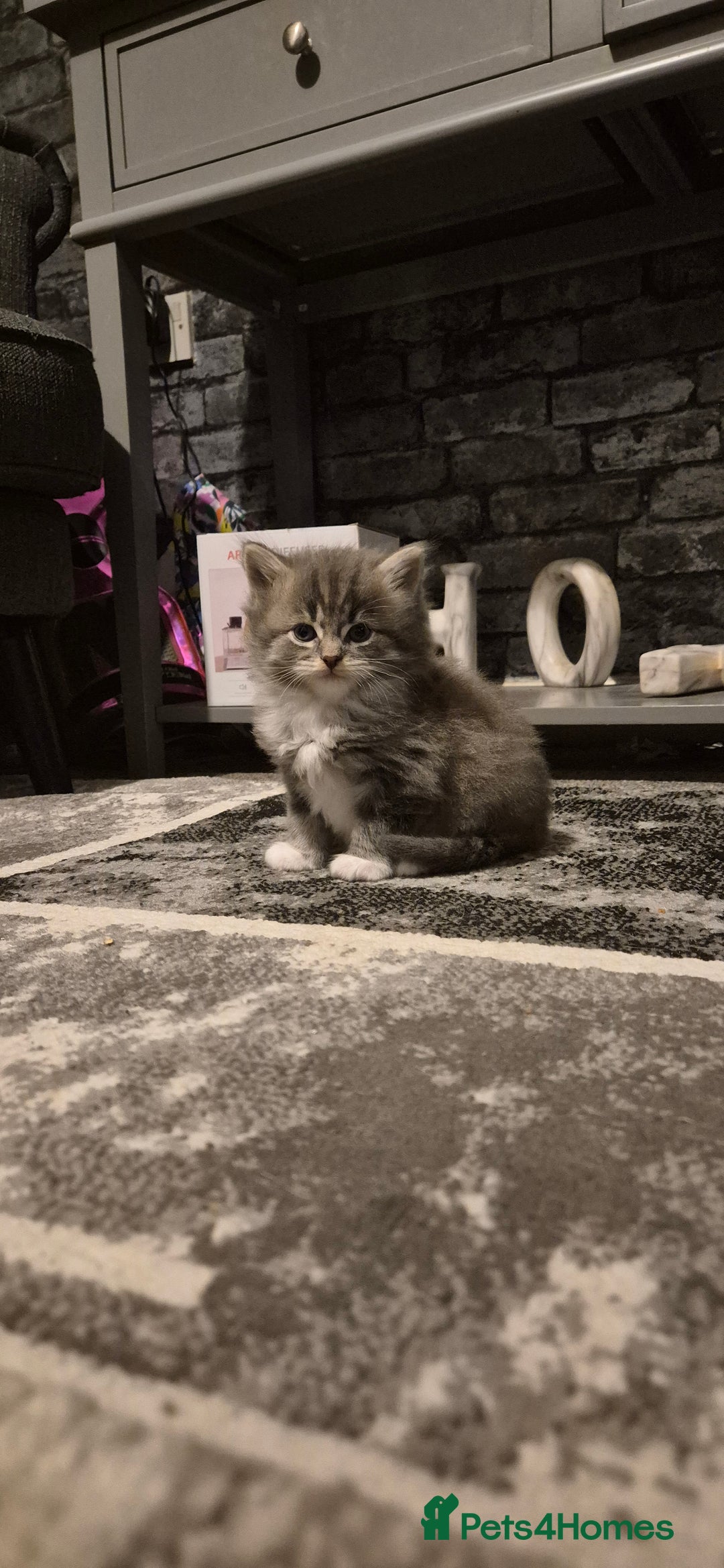 Mixed Breed cats for sale: Kittens silver tabby Britishshort-hairxmaincoon  - Advert 8