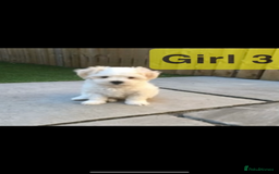 Maltipoo dogs for sale: Maltipoo puppies  - Image 5
