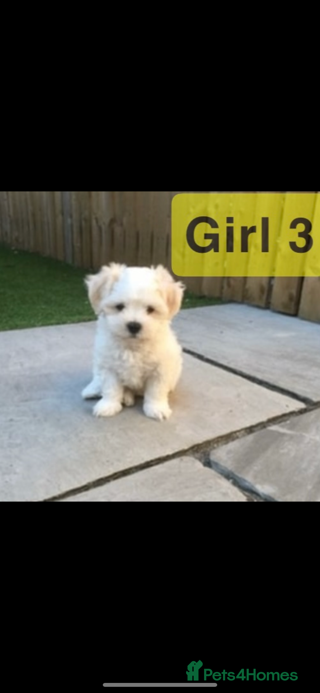 Maltipoo dogs for sale: Maltipoo puppies  - Image 5