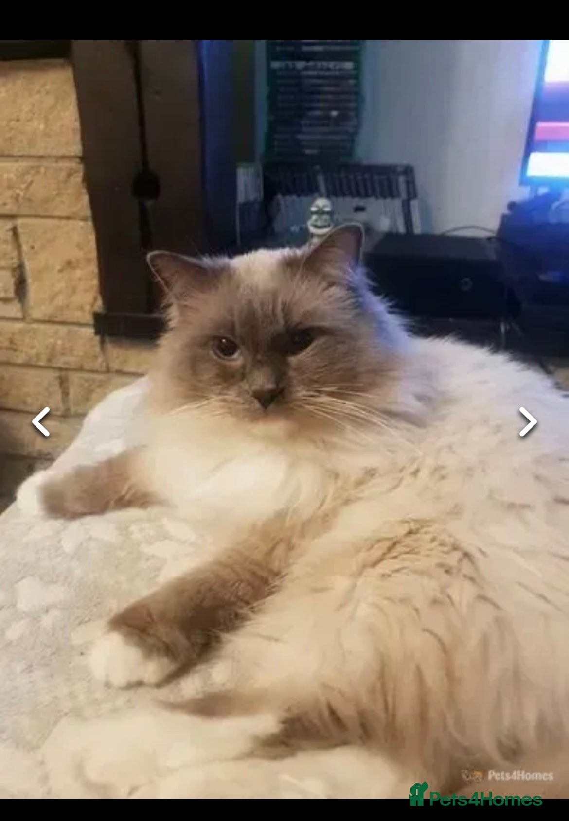 Ragdoll cats AMAZING RAGDOLL KITTENS  - Advert 2