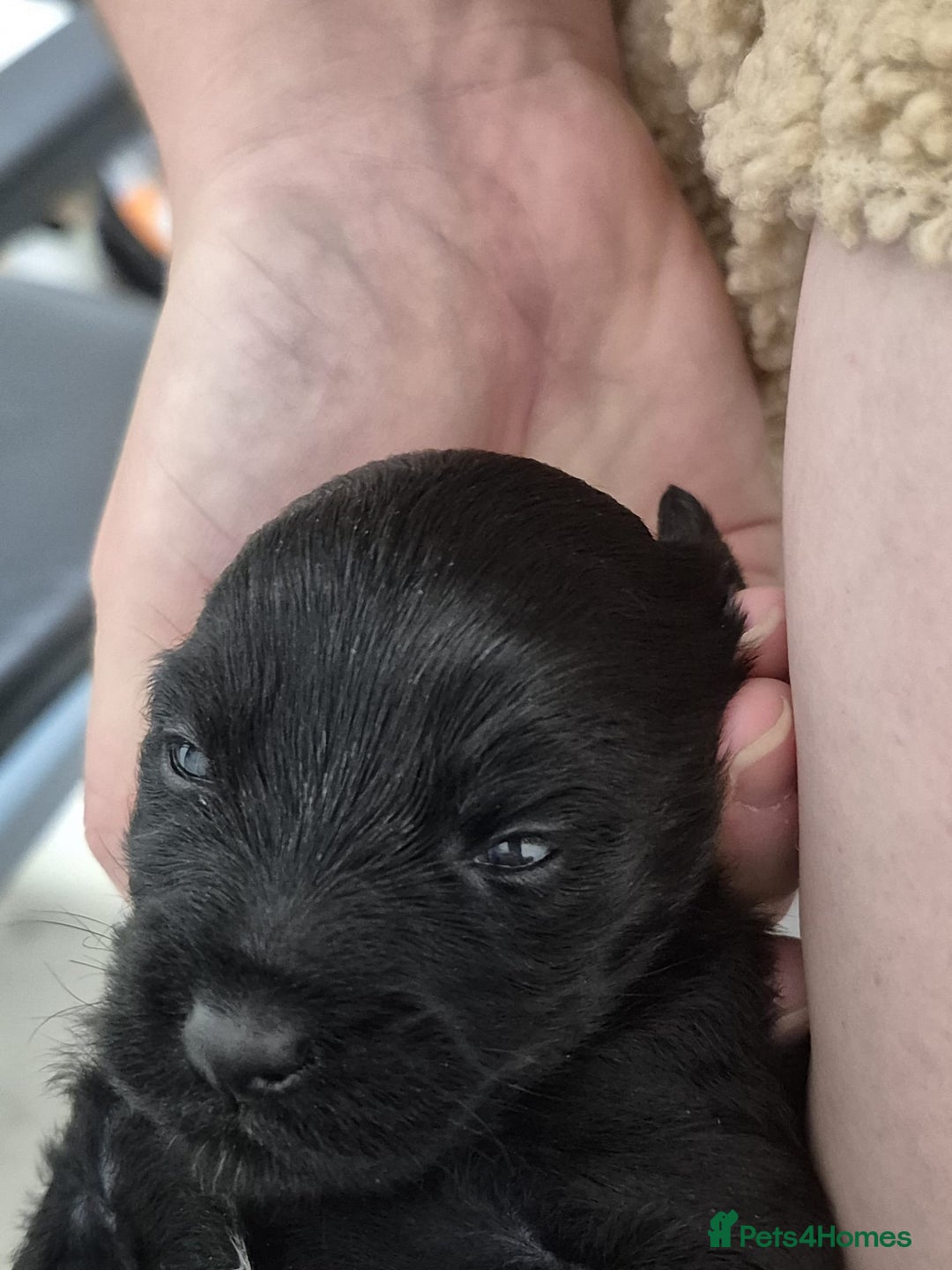 Mixed Breed dogs for sale: 3 beautiful boy yorkipoos   - Image 6