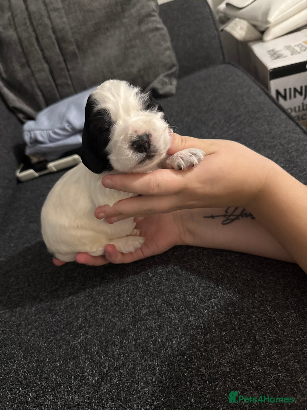 Cocker Spaniel dogs for sale: Beautiful cocker spaniels  - Image 6