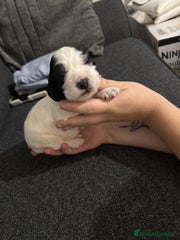 Cocker Spaniel Puppy 5