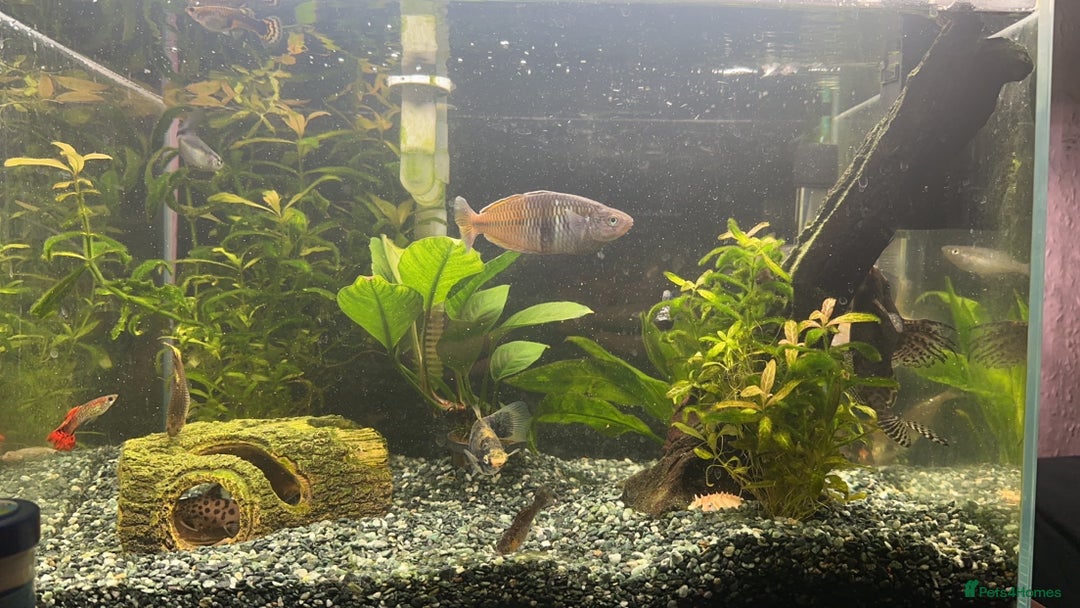 Rainbow Fish fish for sale: 60 litre with everything  - Image 2