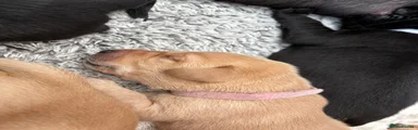 Labrador Retriever 5