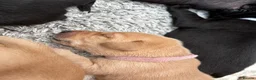 Labrador Retriever dogs for sale: 6 outstanding working Labrador retriever pups - Advert 11
