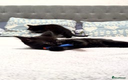 Mixed Breed cats for sale: Two gorgeous kittens looking for a loving home  - Image 5
