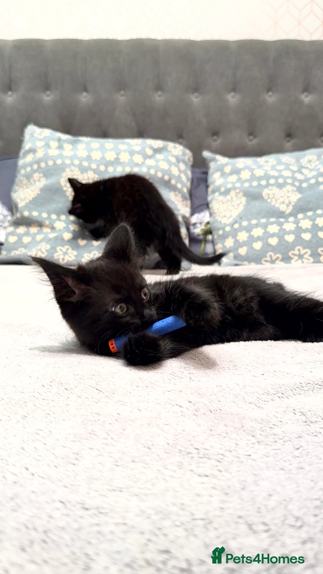 Mixed Breed cats for sale: Two gorgeous kittens looking for a loving home  - Image 5