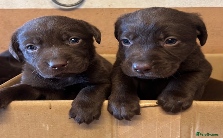 Labrador Retriever dogs Chocolate Labrador puppies  - Advert 4