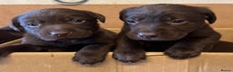 Labrador Retriever dogs for sale: Chocolate Labrador puppies  - Advert 2