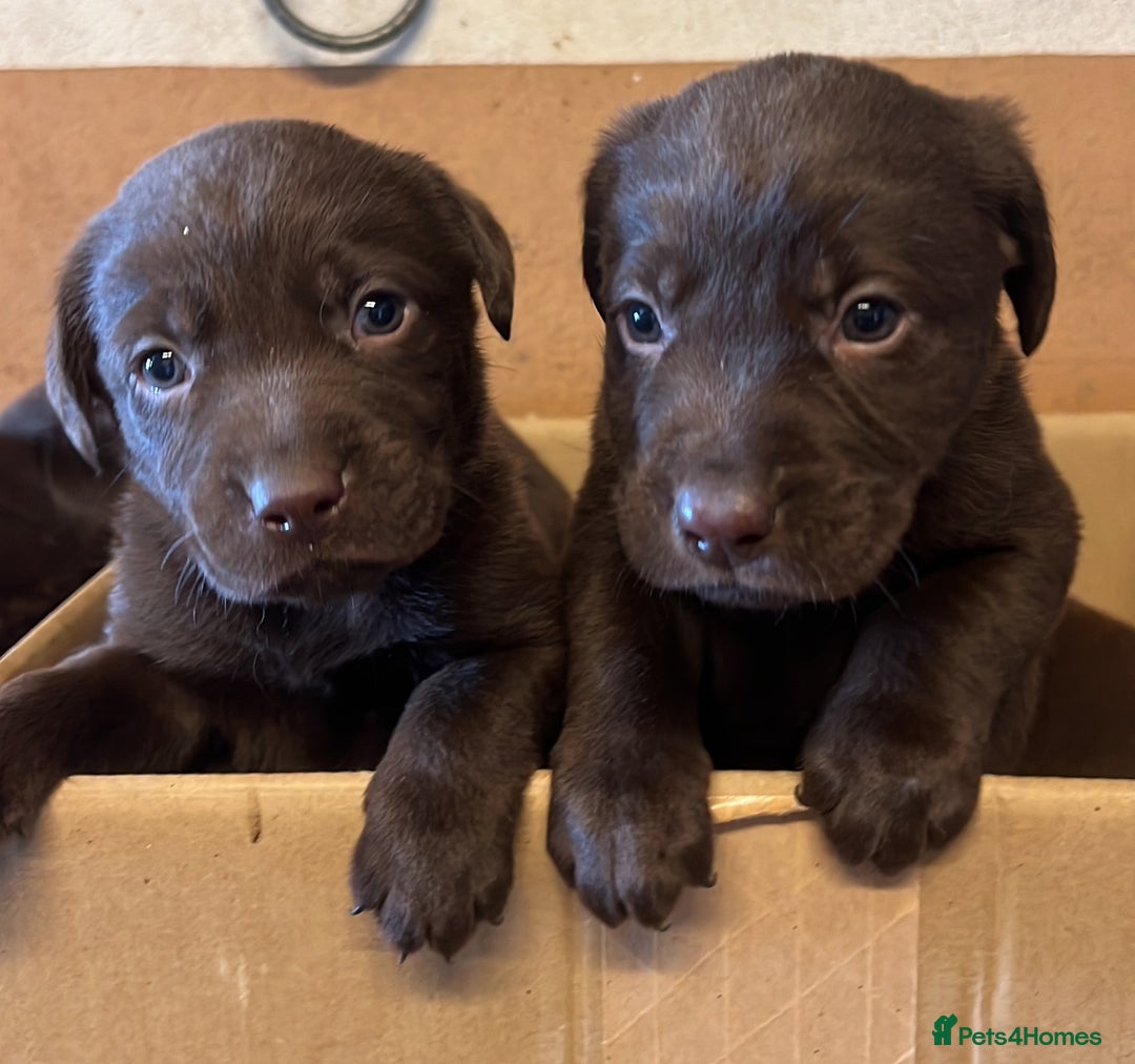 Labrador Retriever dogs for sale: Chocolate Labrador puppies  - Advert 1