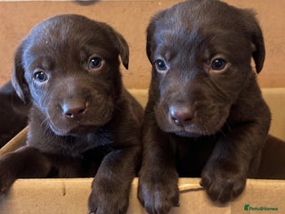 Labrador Retriever dogs Chocolate Labrador puppies - Advert 2
