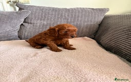 Cockapoo dogs for sale: 4 Stunning Fox Red F1b Toy Cockapoos  - Advert 26