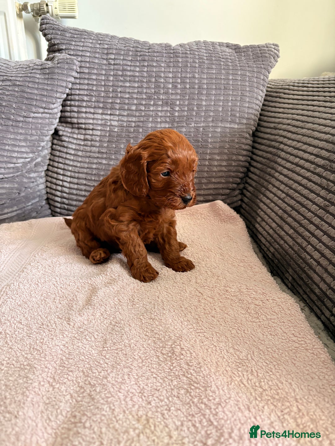 Cockapoo dogs for sale: 4 Stunning Fox Red F1b Toy Cockapoos  - Advert 26