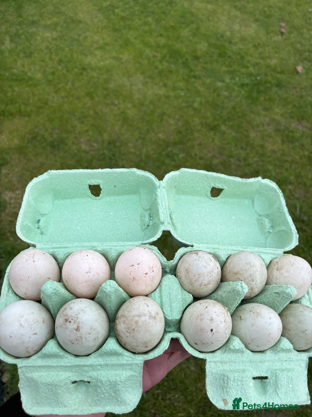 Ducks poultry for sale: 12 Indian runner duck hatching eggs  - Advert 1