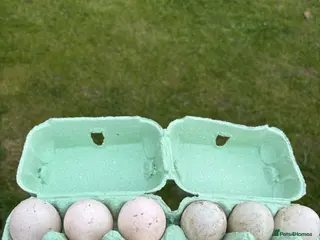 Ducks poultry 12 Indian runner duck hatching eggs - Advert 5