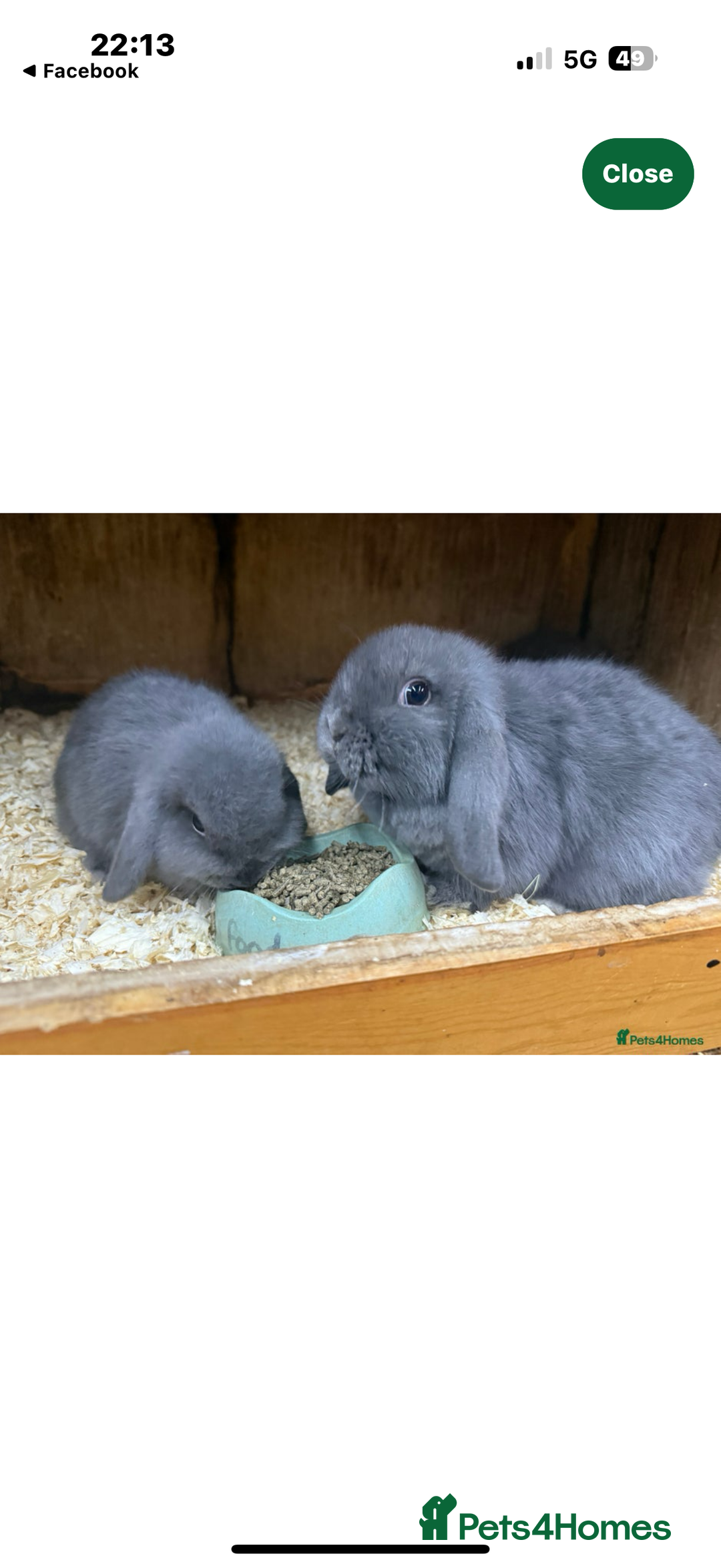 Mini Lop rabbits for sale: Stunning pure mini lop baby rabbits  - Image 9