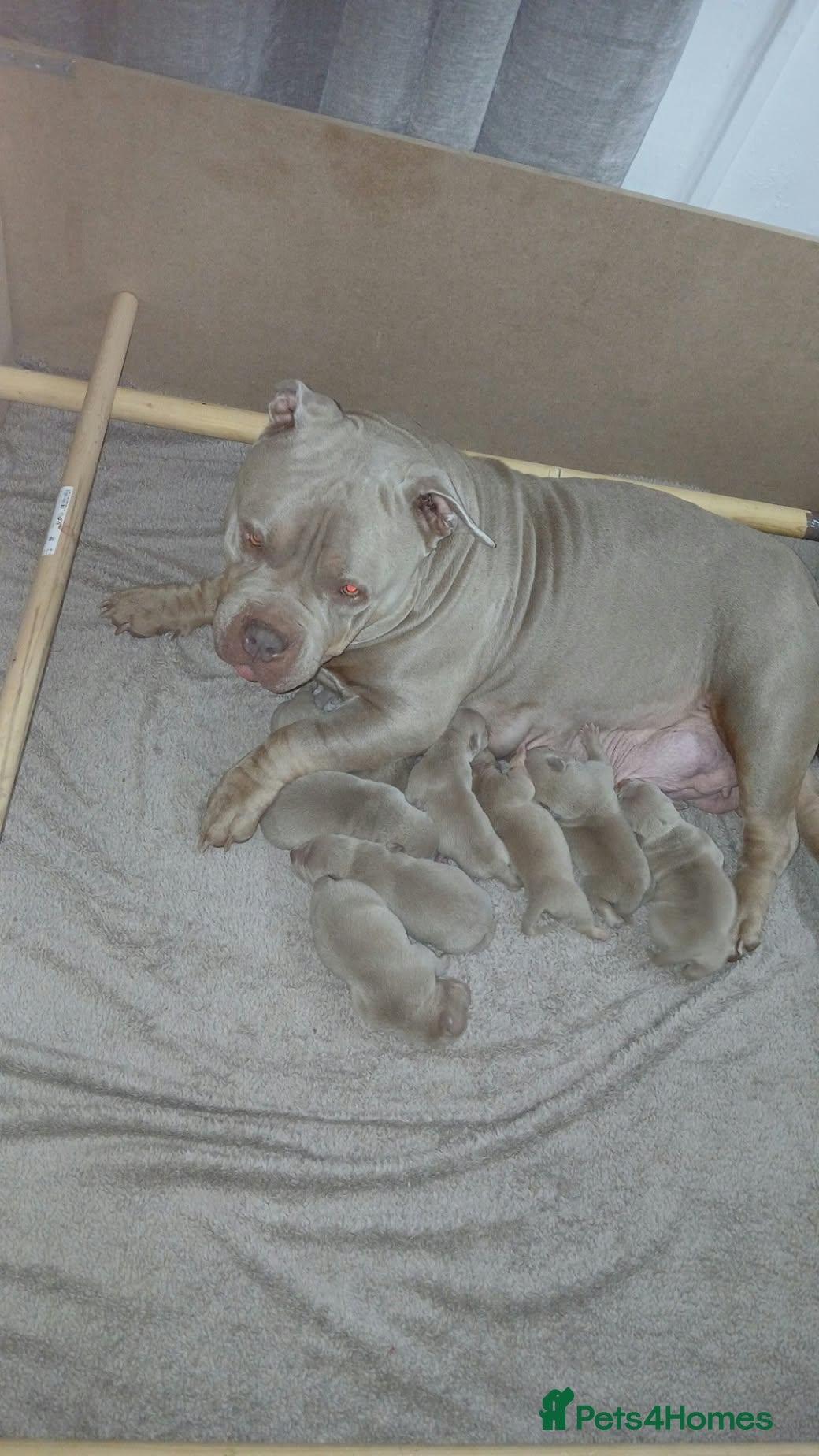 American Bully dogs Pocket Bullies  - Advert 1