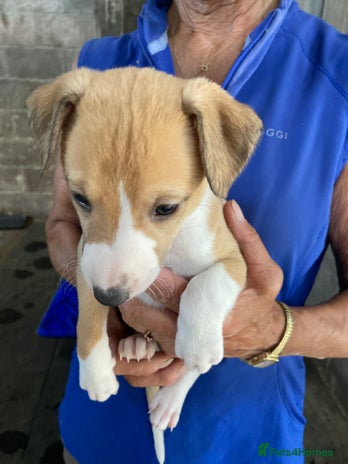 Whippet dogs - Advert 3