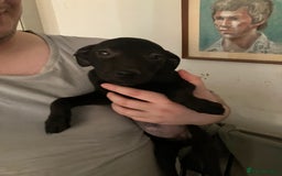 Mixed Breed dogs for sale: Puppies ready to be rehomed - Image 1
