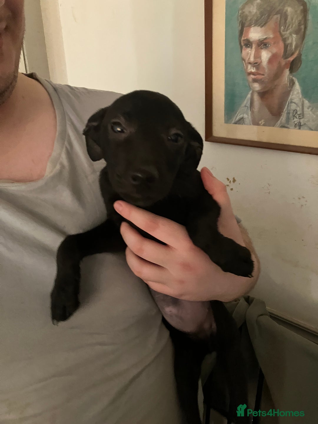 Mixed Breed dogs for sale: Puppies ready to be rehomed - Image 1