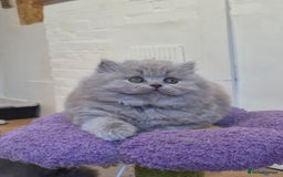 British Longhair cats for sale: GCCF Registered British Longhair kittens - Image 13