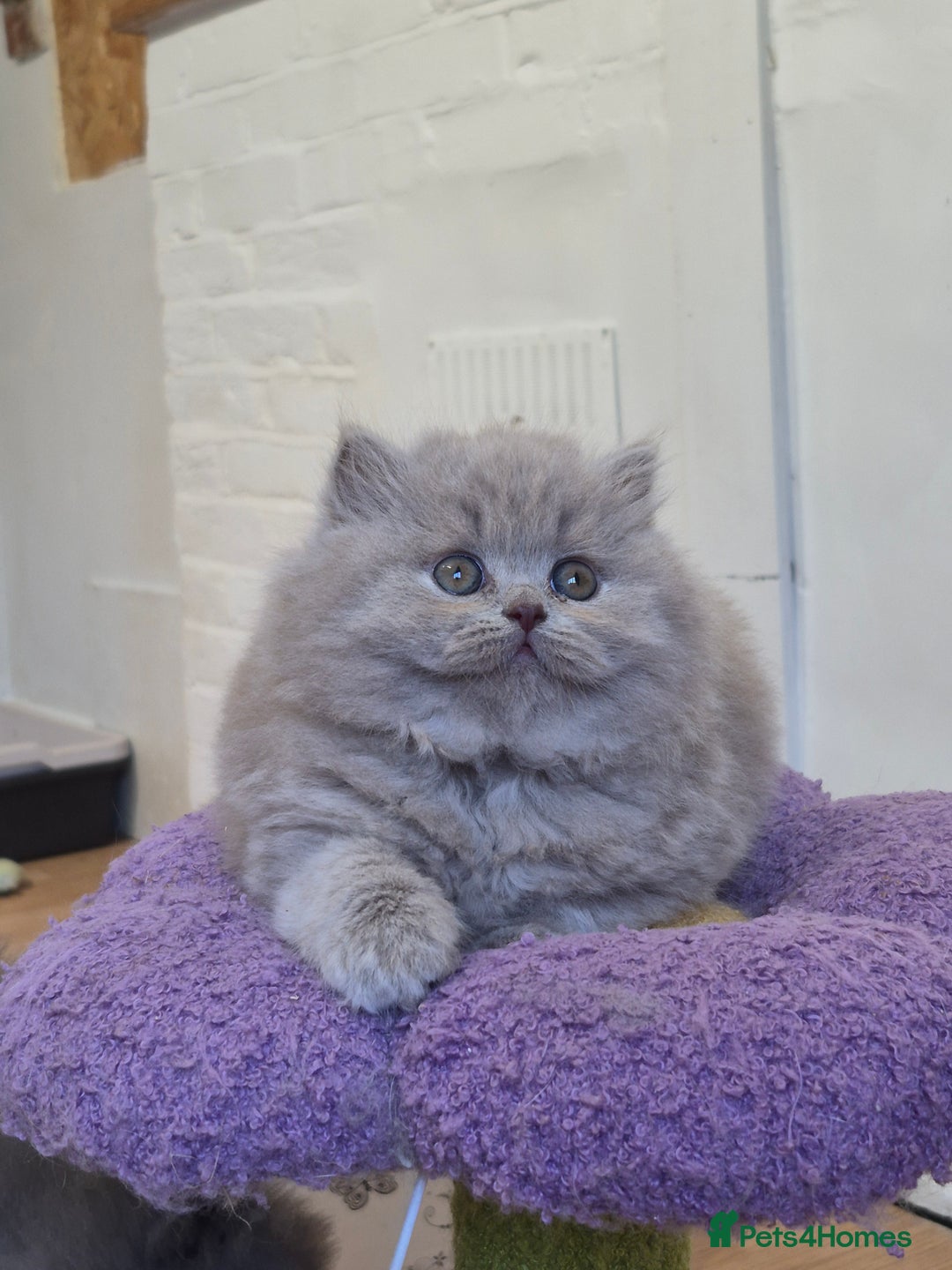 British Longhair cats for sale: GCCF Registered British Longhair kittens - Image 13
