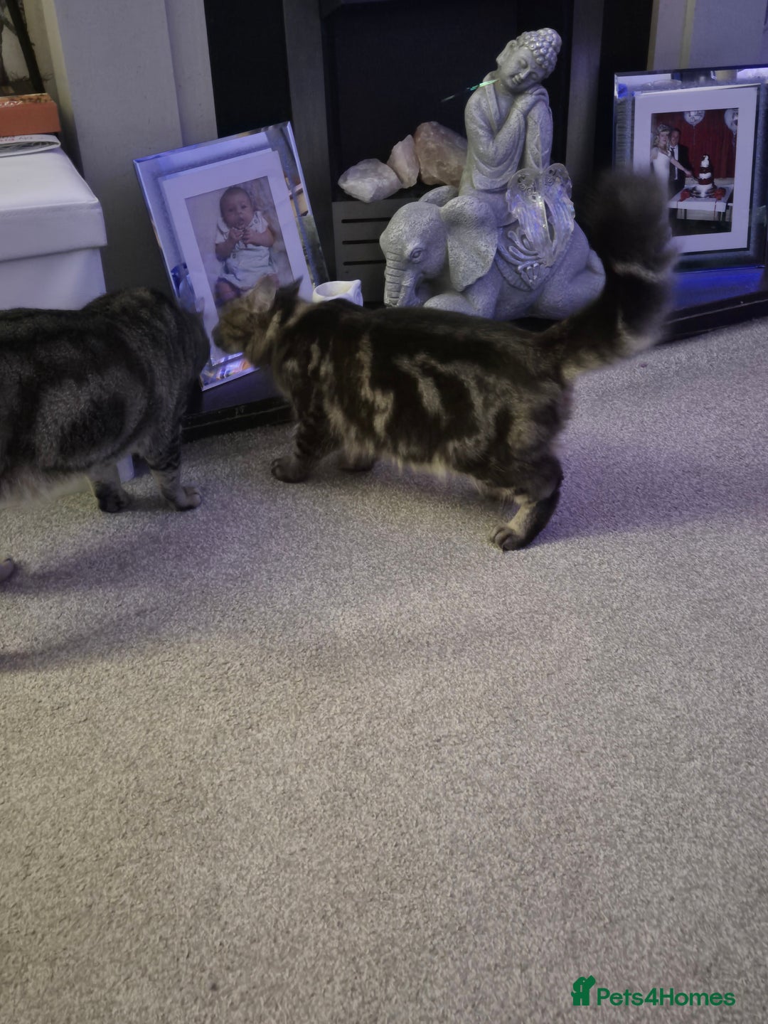 Bengal cats for sale: Beautiful Bengal X Maine Coon - Advert 5