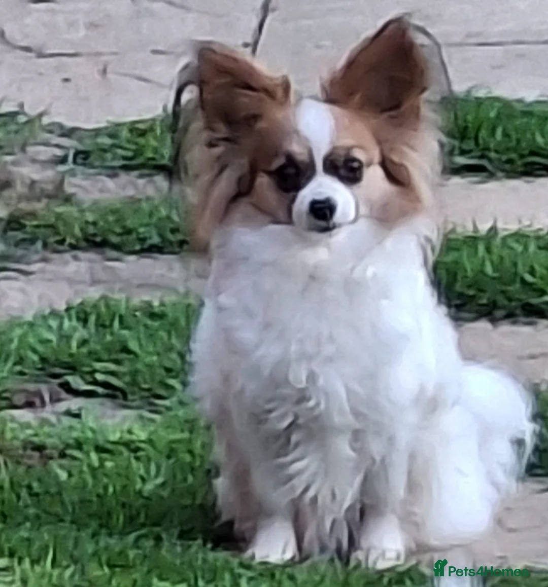 Papillon dogs for sale: Papillon girl - Advert 2