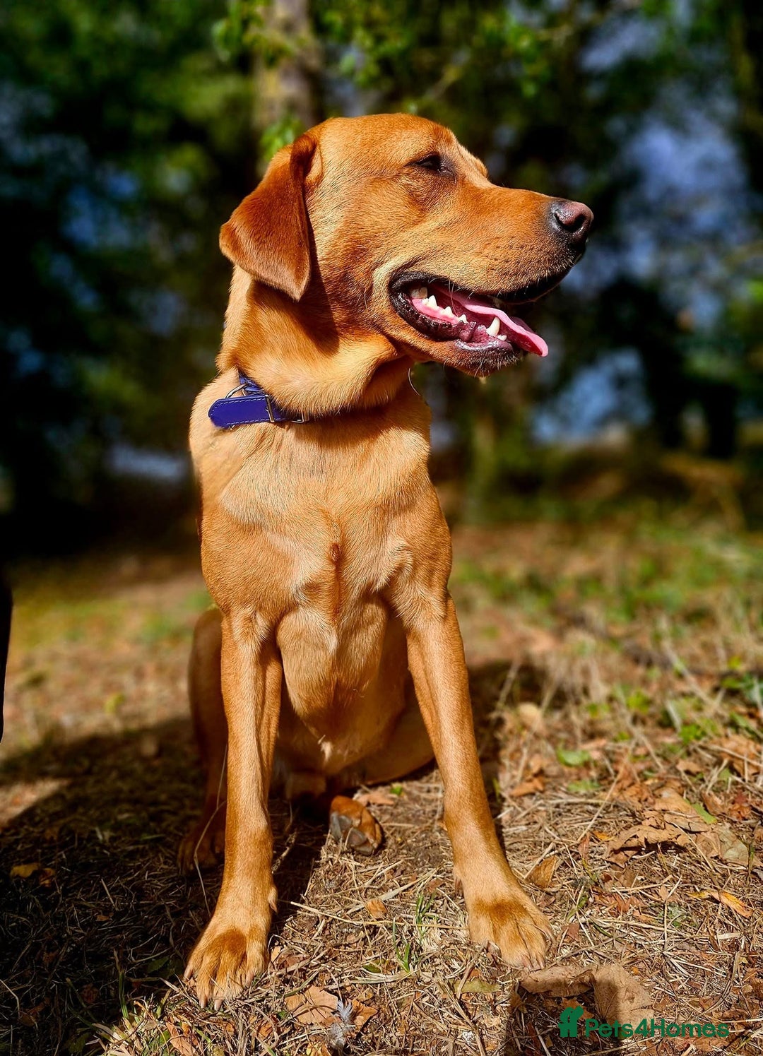 Labrador Retriever dogs for sale: Confirmed litter 15/10/25 - Image 4