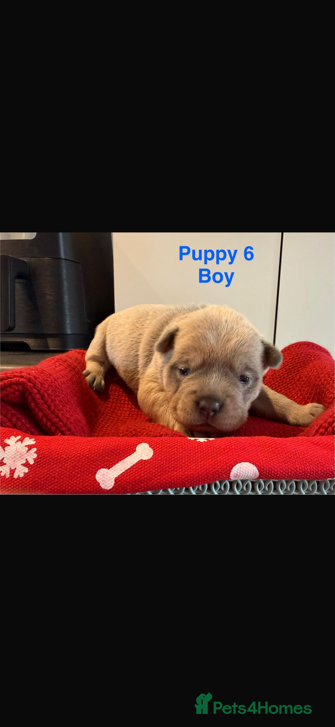 Mixed Breed dogs for sale: French chow puppies  - Advert 18