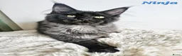 Maine Coon cats for sale: 7 GORGEOUS MAINE COON BOYS - Advert 10
