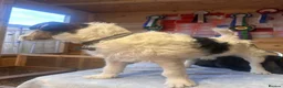 Jack Russell dogs for sale: Jack Russel puppies - Advert 5