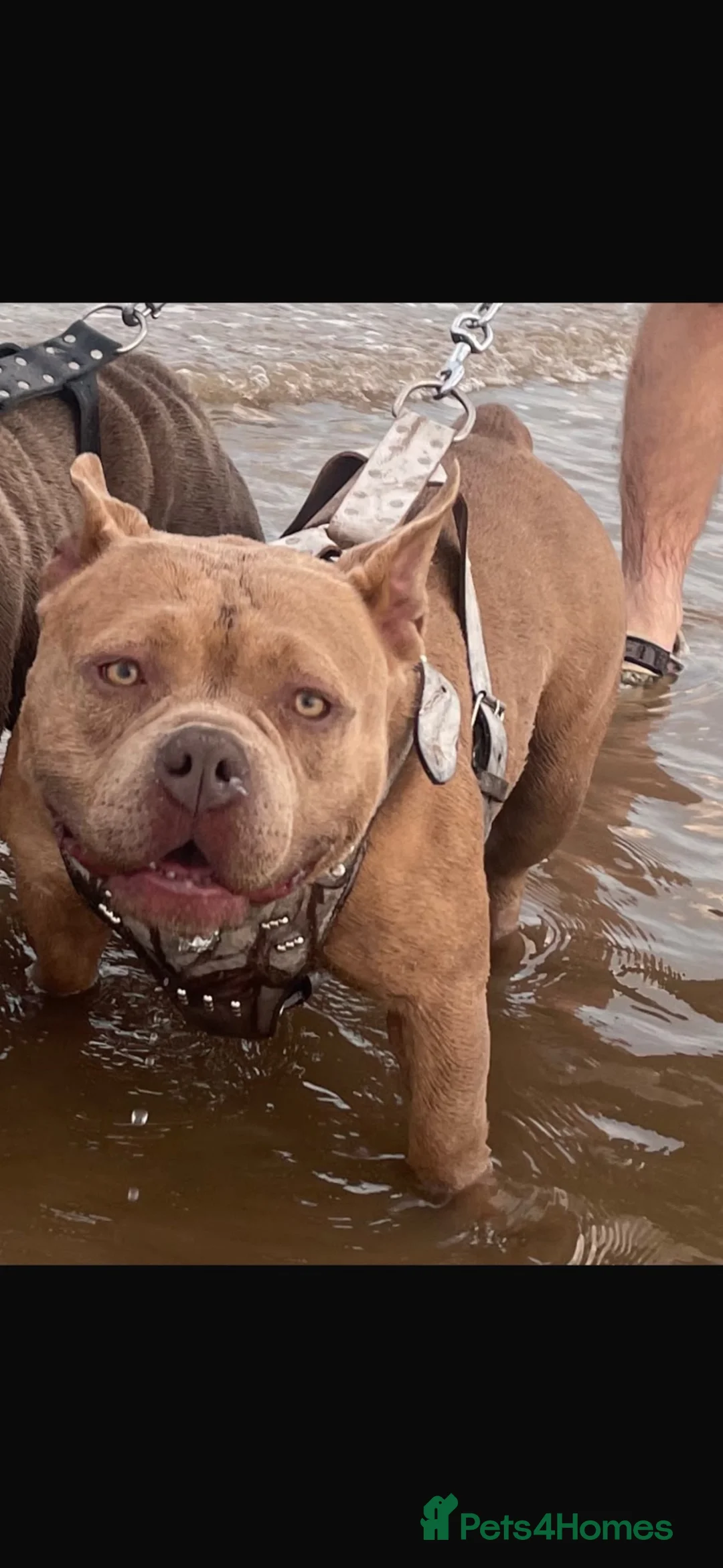 American Bully dogs for sale: Pocket bully female - Advert 10