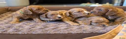 Cavapoo dogs for sale: Adorable F1b cavapoo puppies  in Droitwich - Advert 2