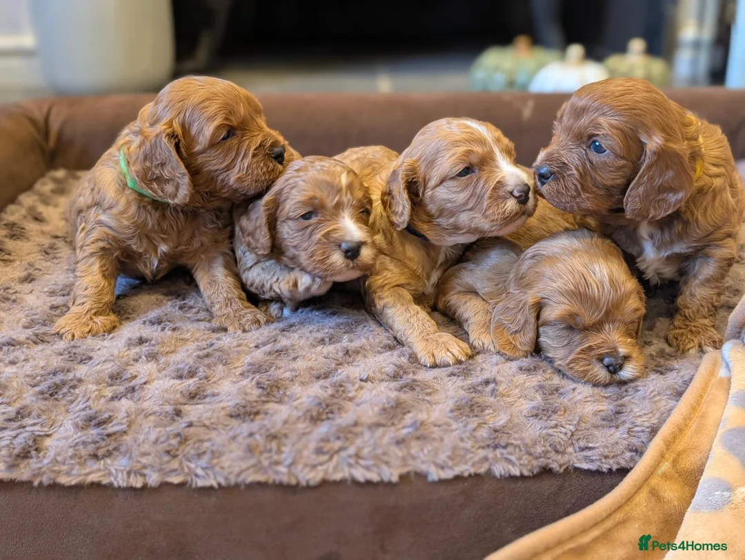 Cavapoo dogs for sale: Adorable F1b cavapoo puppies  in Droitwich - Advert 2