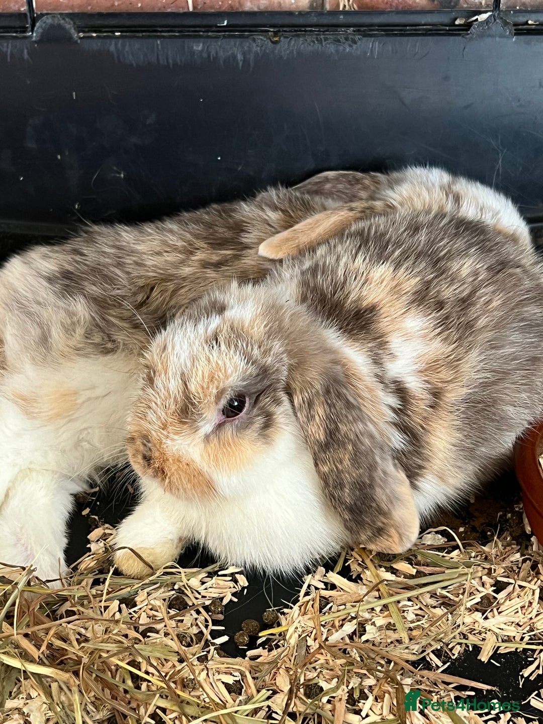 Mini Lop rabbits for sale: Mini Lop Baby Boys - Image 11