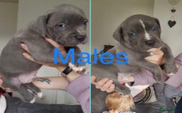 Staffordshire Bull Terrier dogs for sale: Beautiful blue Staffordshire bull terrier puppies  - Image 13