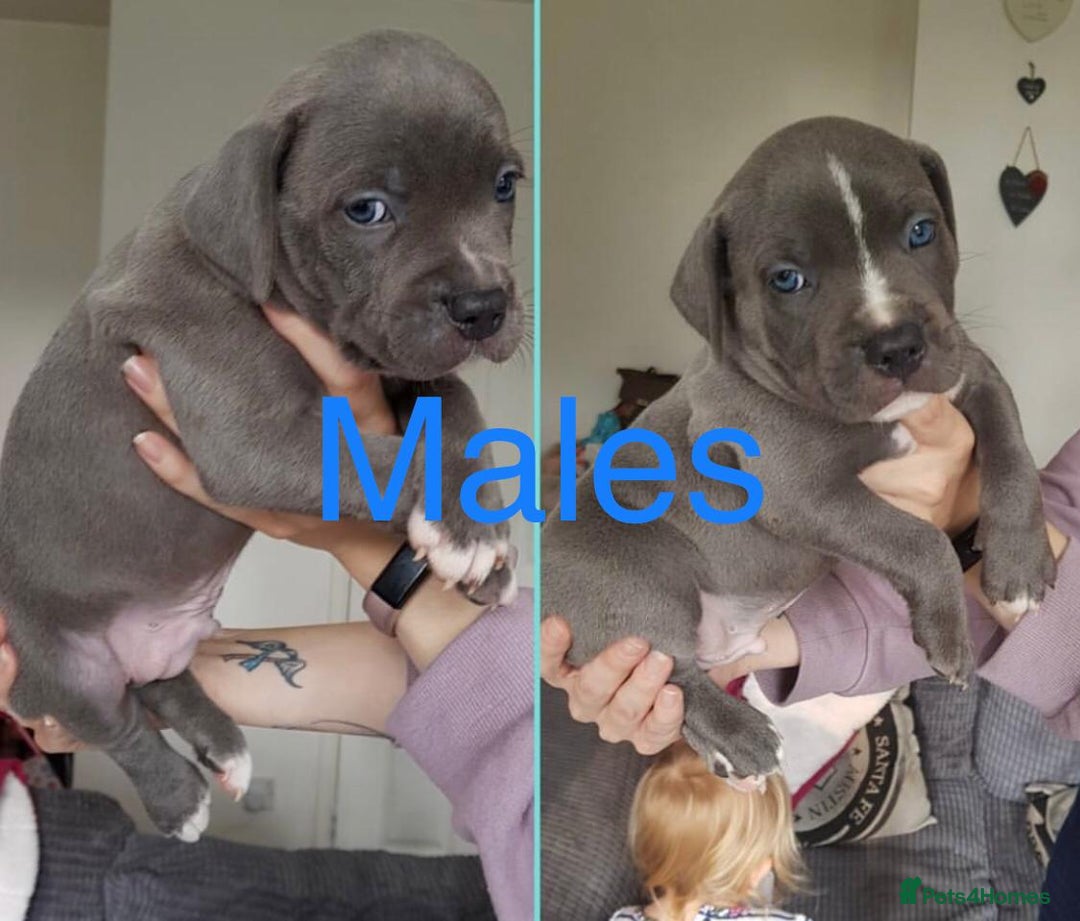 Staffordshire Bull Terrier dogs for sale: Beautiful blue Staffordshire bull terrier puppies  - Image 13